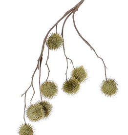 Platanusspray (Platanus acerifolia), 8 fruits (Ø 3,5cm), 81cm