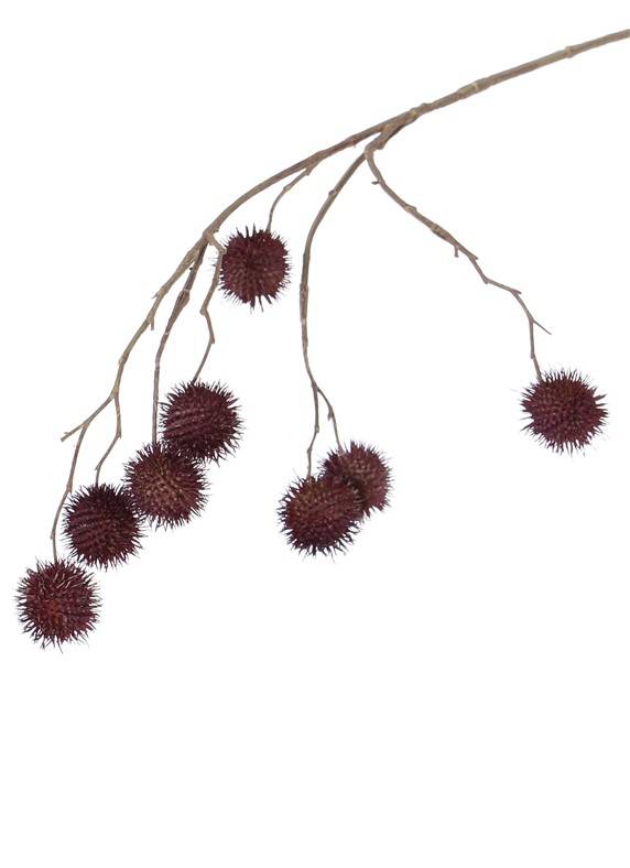 Platanusspray (Platanus acerifolia), 8 fruits (Ø 3,5cm), 81cm