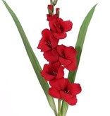 Gladiole mit 5 Blüten u. 8 Knospen u. 2 Blättern, 83cm