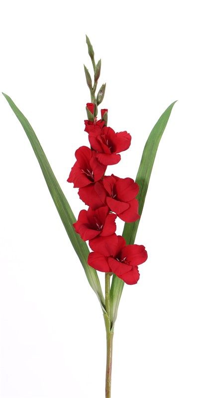 Gladiolus with 5 flowers, 8 buds & 2 leaves, 83cm