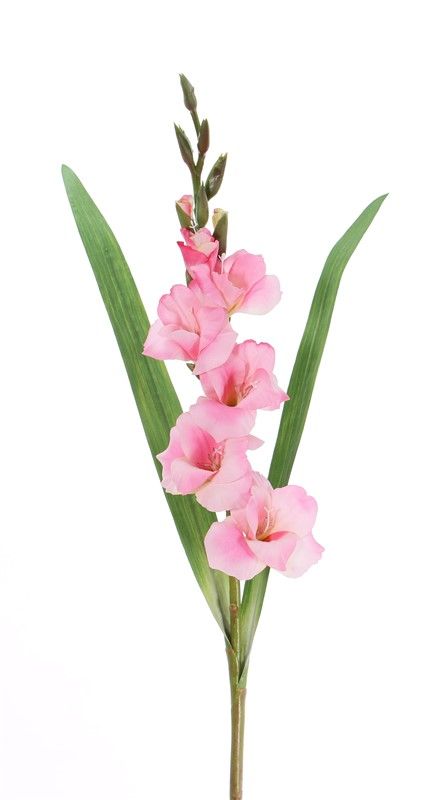 Gladiole mit 5 Blüten u. 8 Knospen u. 2 Blättern, 83cm