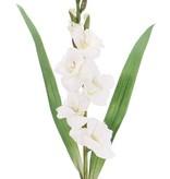 Gladiool (Zwaardlelie) (Gladiolus), 5 bloemen, 8 knoppen, 2 bladeren, 83cm