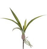 Oncidium leaf, <--> ca. 39cm , 12 lvs. with roots