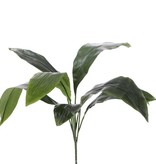 Aspidistra eliator bush with 8 lvs., no pot, 78cm, special price