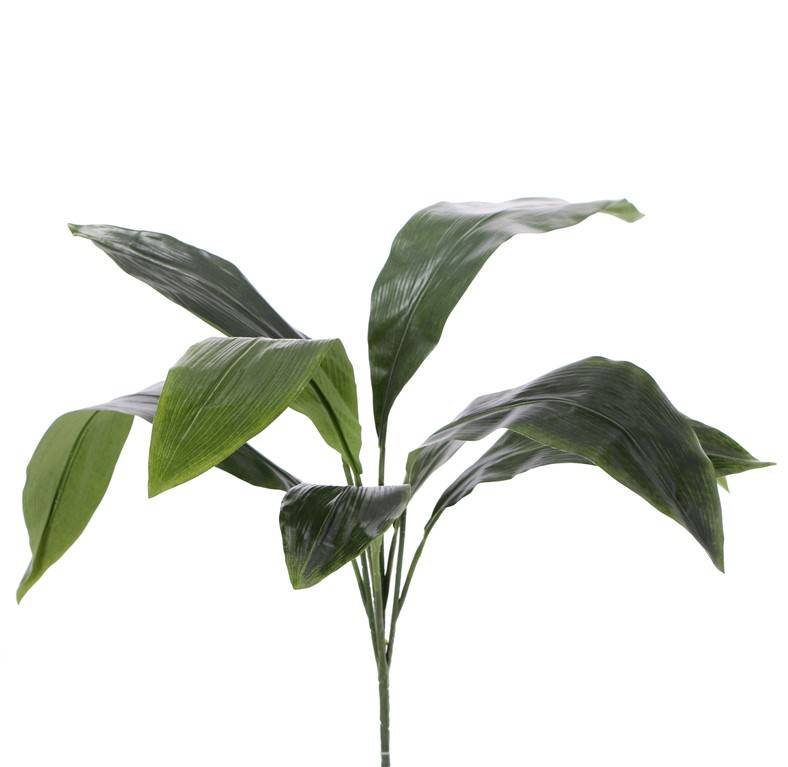 Aspidistra eliator bush with 8 lvs., no pot, 78cm, special price