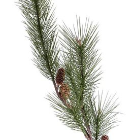 Tama de pino (Pinus sylvestris) grande, 3 conos naturales, 14 capullos 124cm