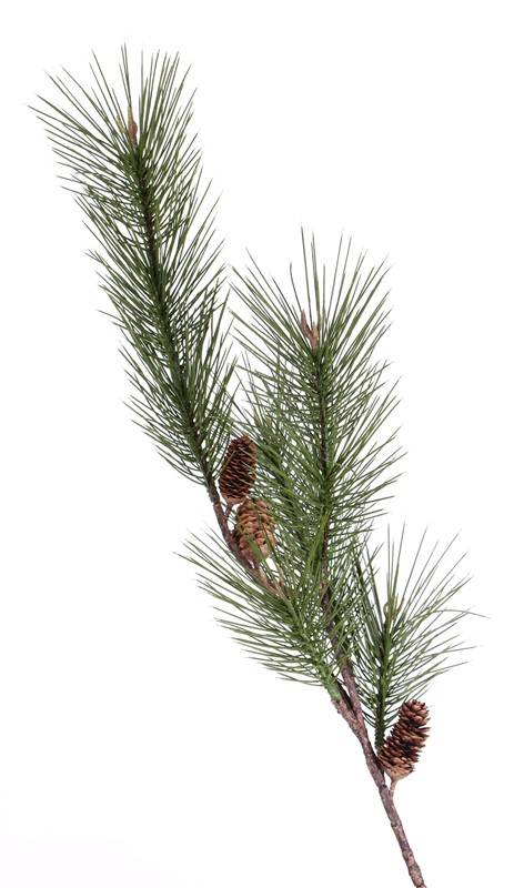 Pine Spray (Pinus sylvestris) large, 3 cones, 14 buds, 124cm