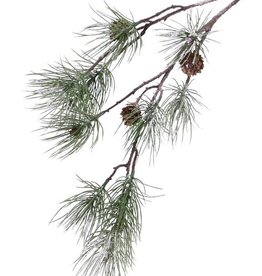 Tannenzweig (Pinus) "Frost", 4 echte Zapfen, 10 Pinienbüschel, 81cm