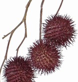 Platanusspray (Platanus acerifolia), 8 fruits (Ø 3,5cm), 81cm