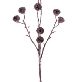 Eukalyptus mit Fruchtstand  "Dried Nature", 11 Früchte, 63 cm