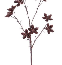 Star anise spray (Illicium verum), "Dried Nature" 11 fruits, 63cm