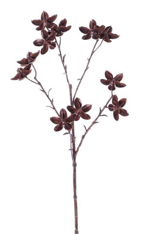 Steranijsspray (Illicium verum), "Dried Nature" 11 vruchten, 63cm