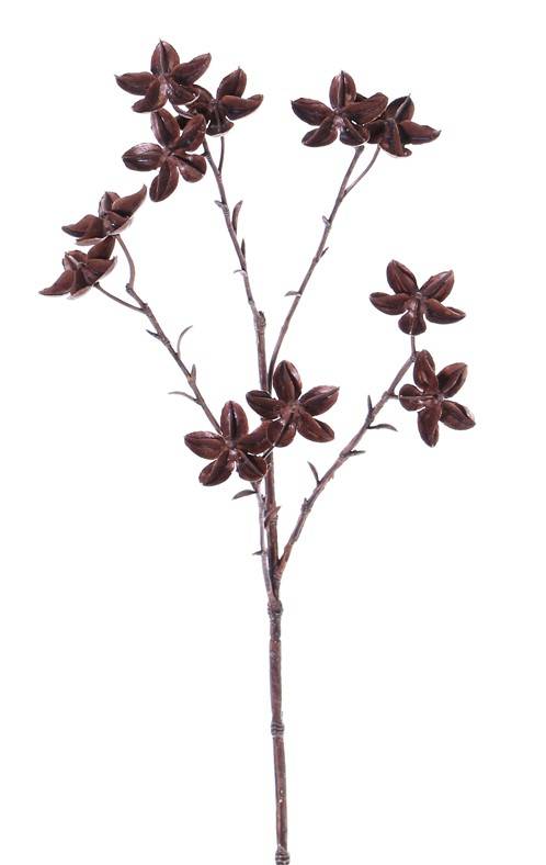 Sternaniszweig (Illicium verum), "Dried Nature" 11 Früchte, 63cm