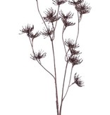 Wilde Möhre (Daucus carota), "Dried Nature", 20 Blüten, 66cm