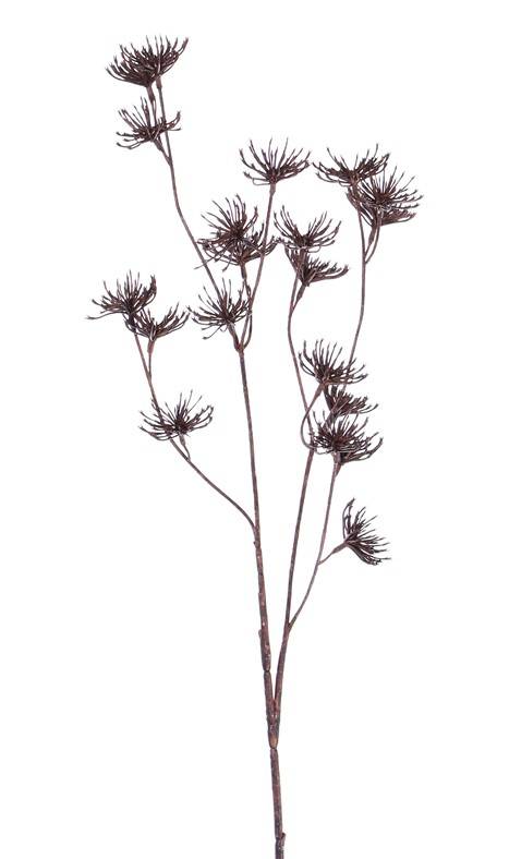 Zanahoria (Daucus carota), 'Dried Nature', 20 flores, 66cm