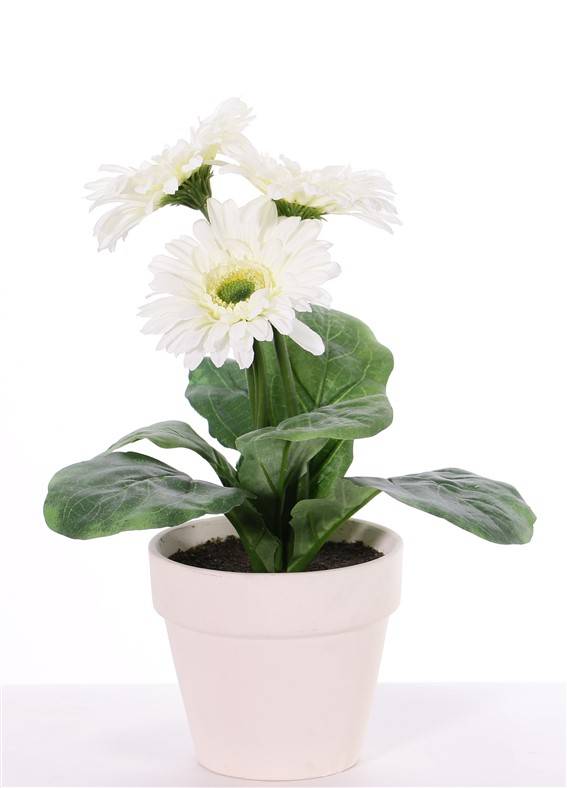 Gerbera in pot , 3 flowersn (ø9.5cm) & 5 lvs, in pot ø11cm