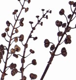 Bessentak "Dried Nature", 8 clusters bessen, 68cm - speciale prijs