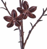 Sternaniszweig (Illicium verum), "Dried Nature" 11 Früchte, 63cm