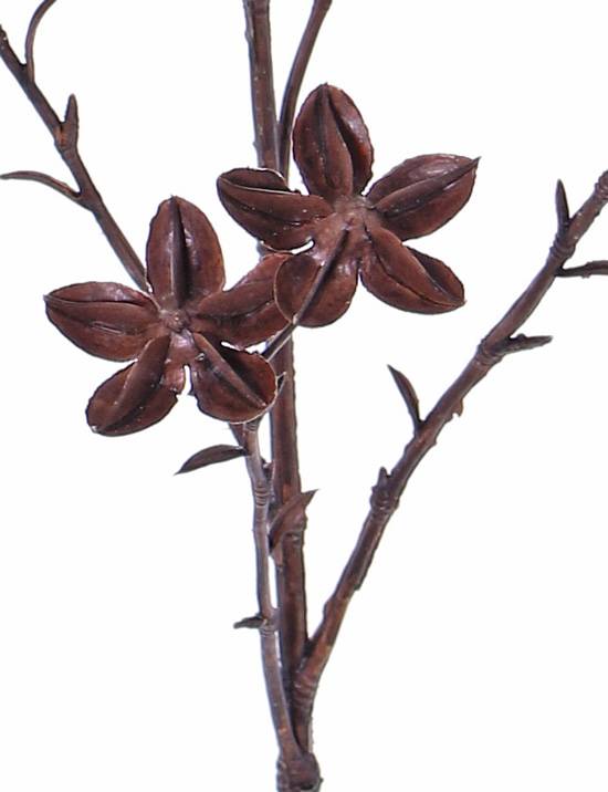 Sternaniszweig (Illicium verum), "Dried Nature" 11 Früchte, 63cm