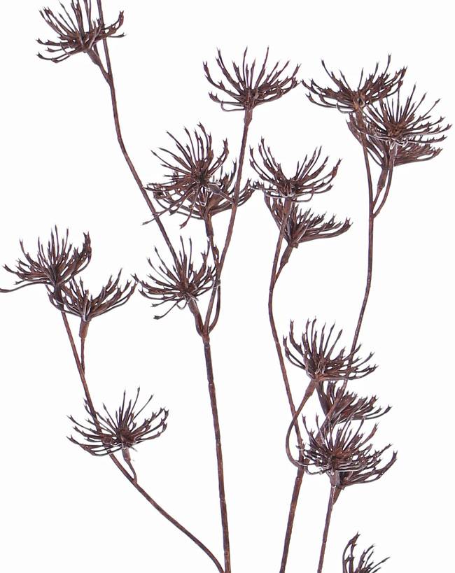 Daucus carota, "Dried Nature", 20 lvs, 66cm