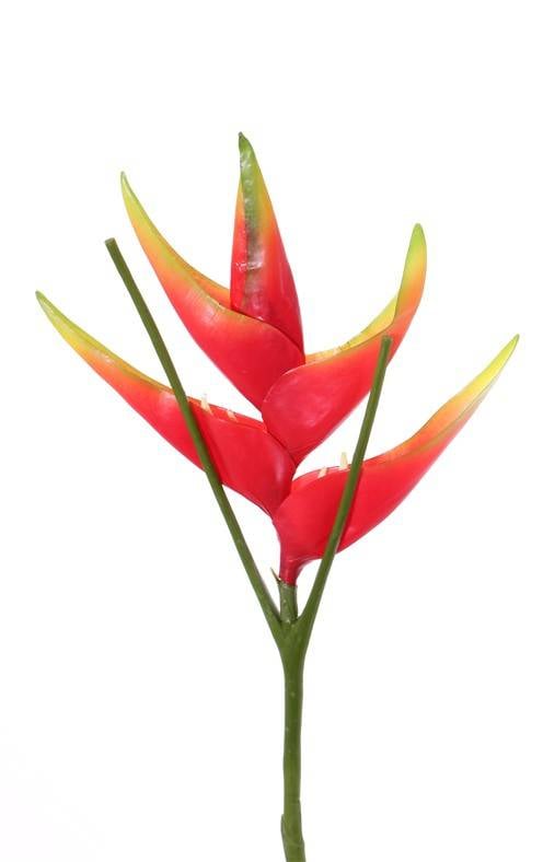 Heliconia con 1 flor grande con 5 pétalos, Ø 28cm,  extra capa, 81cm