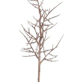 rama de Gleditsia triacanthos "Dried nature" 78cm - offerta especial