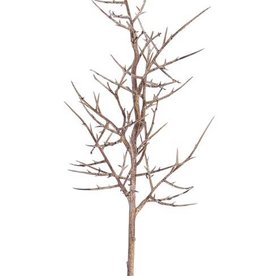 Christusdoorn (valse) tak (Gleditsia triacanthos) ""Dried nature"" x9 78cm - speciale prijs