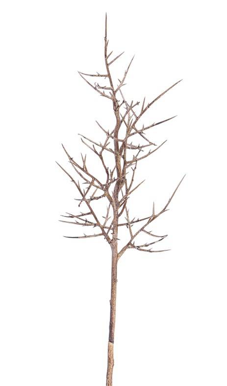 Christusdoorn (valse) tak (Gleditsia triacanthos) ""Dried nature"" x9 78cm - speciale prijs