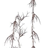 Christusdoorn (valse) slinger (Gleditsia triacanthos) ""Dried nature"" x12clusters, 180cm, speciale prijs