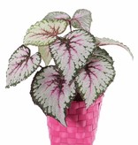 Begonia Rex (King Begonia, Rex Begonia) 7 branches, 9 lvs., (special coating), Ø 25cm