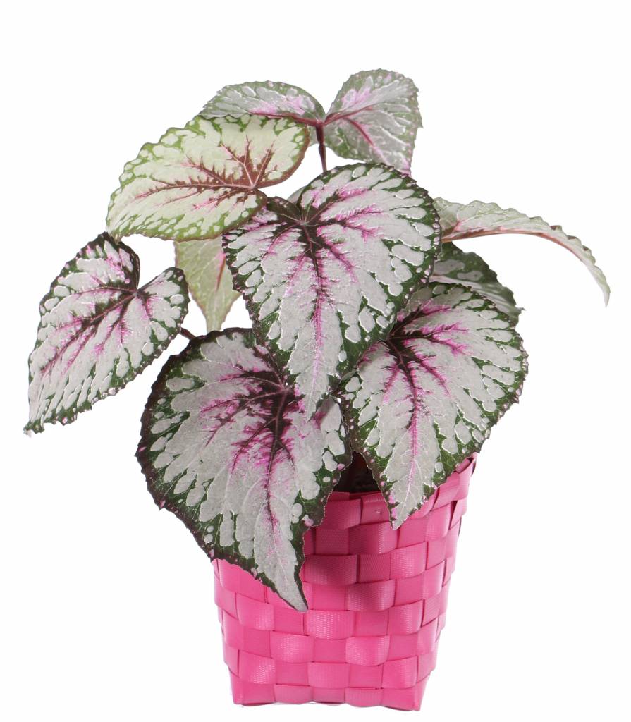 Begonia Rex (Koningsbegonia) met 7 vertakkingen, 9 bladeren (speciale coating), Ø 25cm