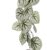 Begonia Rex colgante, 18 hojas, (capa especial), 111cm