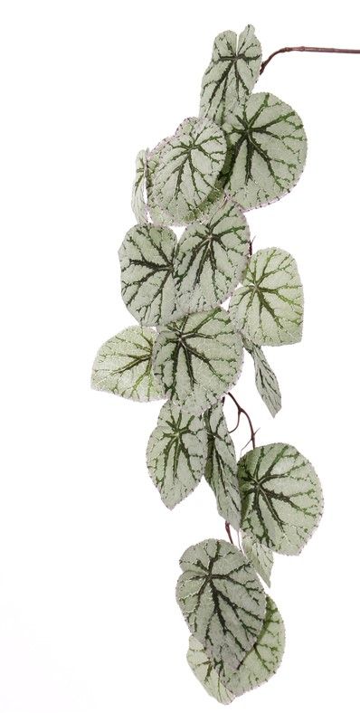 Begonia Rex (Koningsbegonia) hangend, met 18 bladeren (speciale coating), 111cm