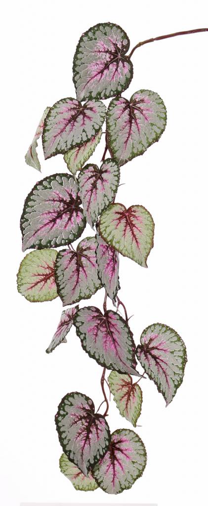 Begonia Rex (Koningsbegonia) hangend, met 18 bladeren (speciale coating), 111cm