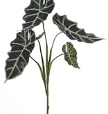 Alocasia "Polly" (Skeletplant), 5 vertakkingen, 5 bladeren,  75cm