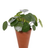 Pilea Peperomioides (planta china de dinero) con 25 hojas, Ø 30cm