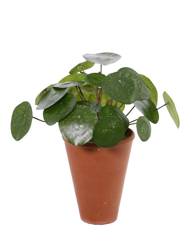 Pilea Peperomioides (Pannekoekenplant) met 25 blaadjes, Ø 30cm