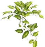 Vanilla Planifolia, 7 branches, 49 lvs., Ø 45cm
