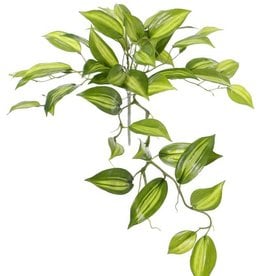 Vanilla Planifolia (Vanilleplant) x7 met 49 blaadjes, Ø 45cm