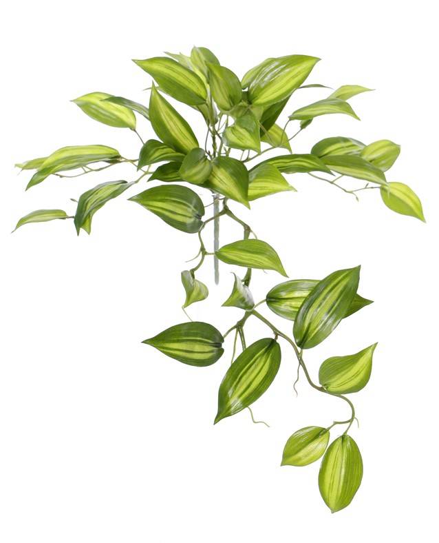 Vanilla Planifolia (Vanille) 7 Verzweigungen, 49 Blätter, Ø 45cm