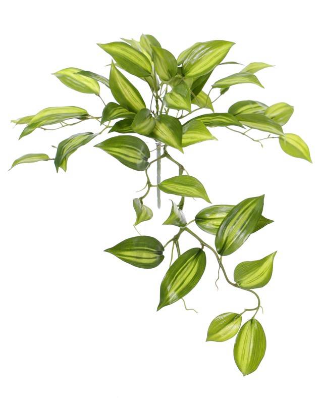 Vanilla Planifolia (Vanilleplant) x7 met 49 blaadjes, Ø 45cm