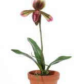 Paphiopedilum with 1 flower and 3 leaves, REALTOUCH, 40cm