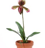 Venusschoen (Paphiopedilum) met 1 bloem en 3 blad, REALTOUCH, 40cm