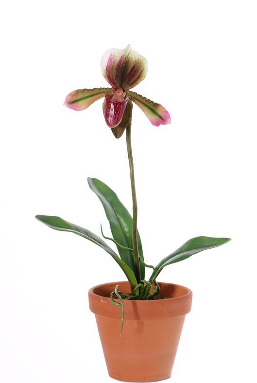 Venusschoen (Paphiopedilum) met 1 bloem en 3 blad, REALTOUCH, 40cm