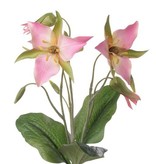 Boslelie (Trillium) met 3 bloemen 40cm