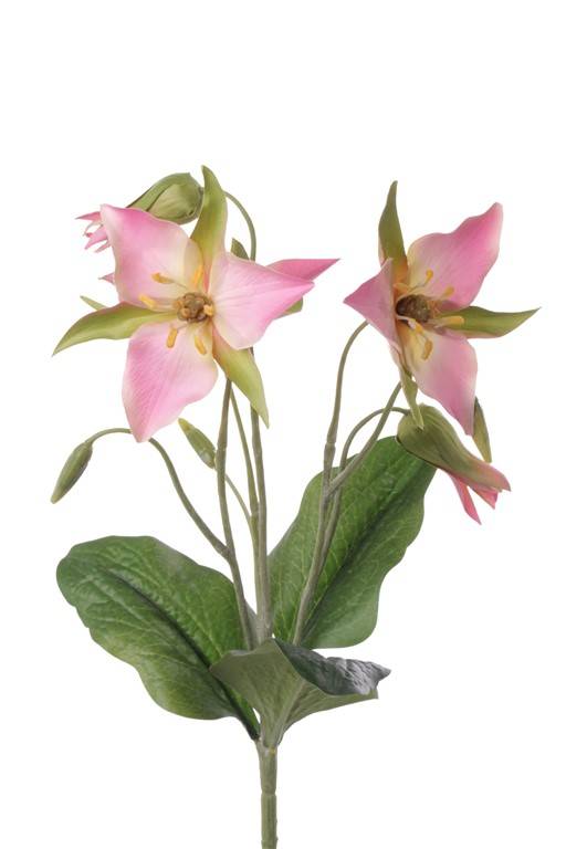 Waldlilie (Trillium) x3 Blumen, 5 Knospen, 3 Blaetter, 40cm