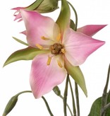 Trillium, 3 flores, 5 bollos, 3 hojas,  40cm - oferta especial