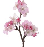 Appleblossom short, 36cm