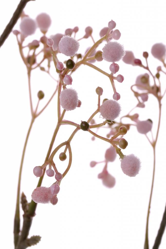 Gypsophila "Fantasy" con 8  racimos de flores, 66cm
