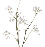 Gypsophila "Fantasy" con 8  racimos de flores, 66cm